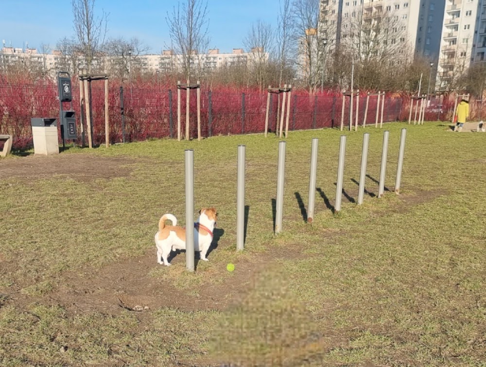 Wybieg dla psów na Nowym Mieście, Poznań