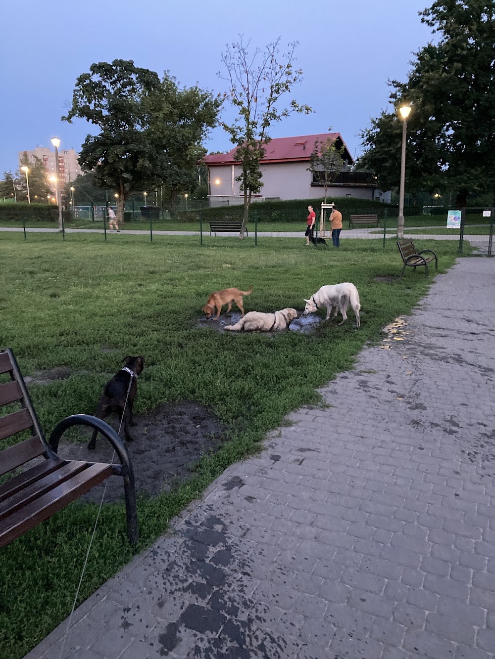 Wybieg dla psów w Parku Krowoderskim, Kraków